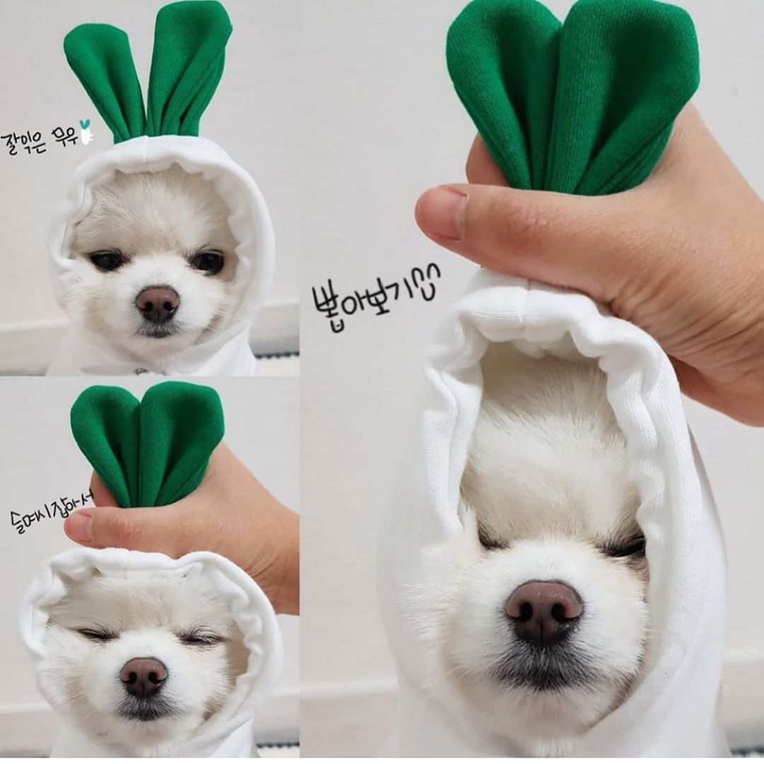 Cute Fruit Hoodie for Small Dogs - Warm Fleece Winter Coat (Adorable Designs!)