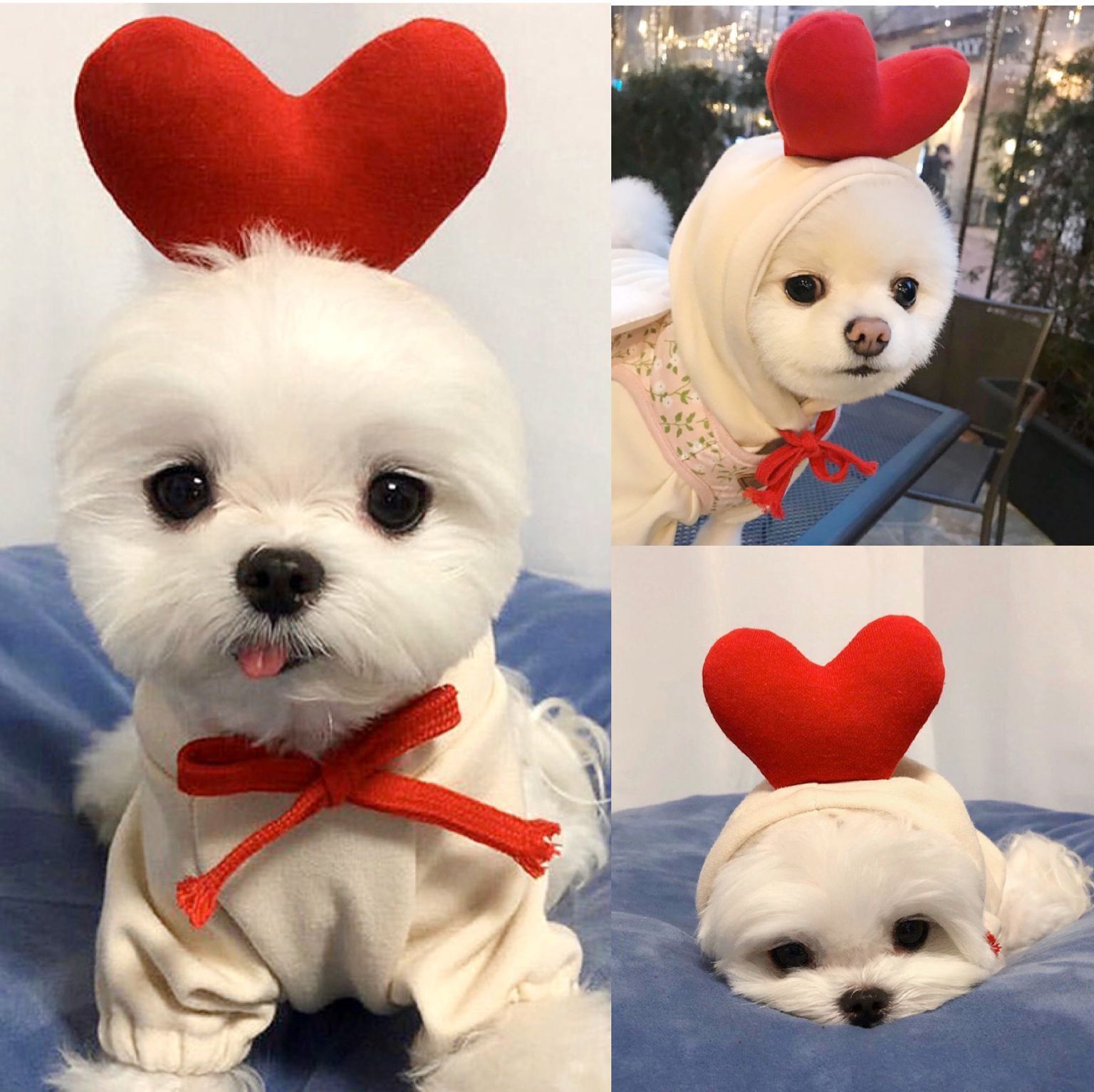Cute Fruit Hoodie for Small Dogs - Warm Fleece Winter Coat (Adorable Designs!)