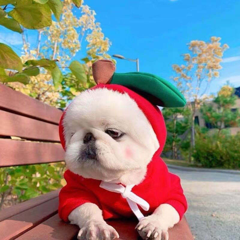 Cute Fruit Hoodie for Small Dogs - Warm Fleece Winter Coat (Adorable Designs!)