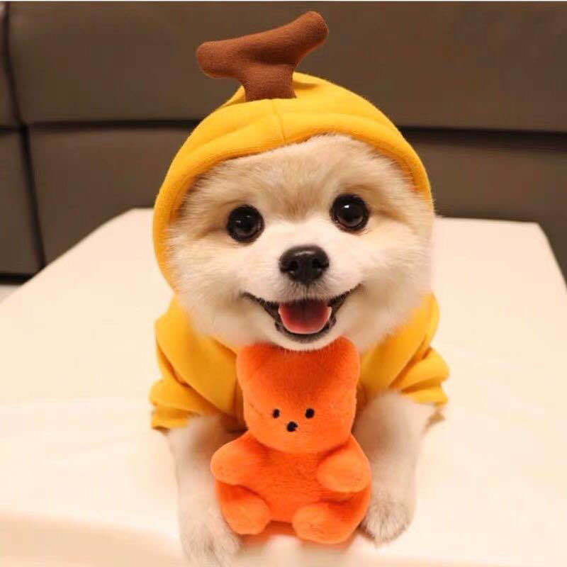Cute Fruit Hoodie for Small Dogs - Warm Fleece Winter Coat (Adorable Designs!)