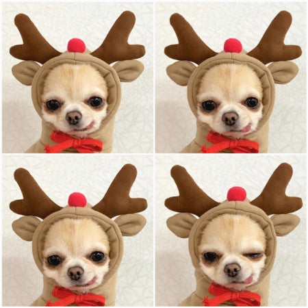 Cute Fruit Hoodie for Small Dogs - Warm Fleece Winter Coat (Adorable Designs!)