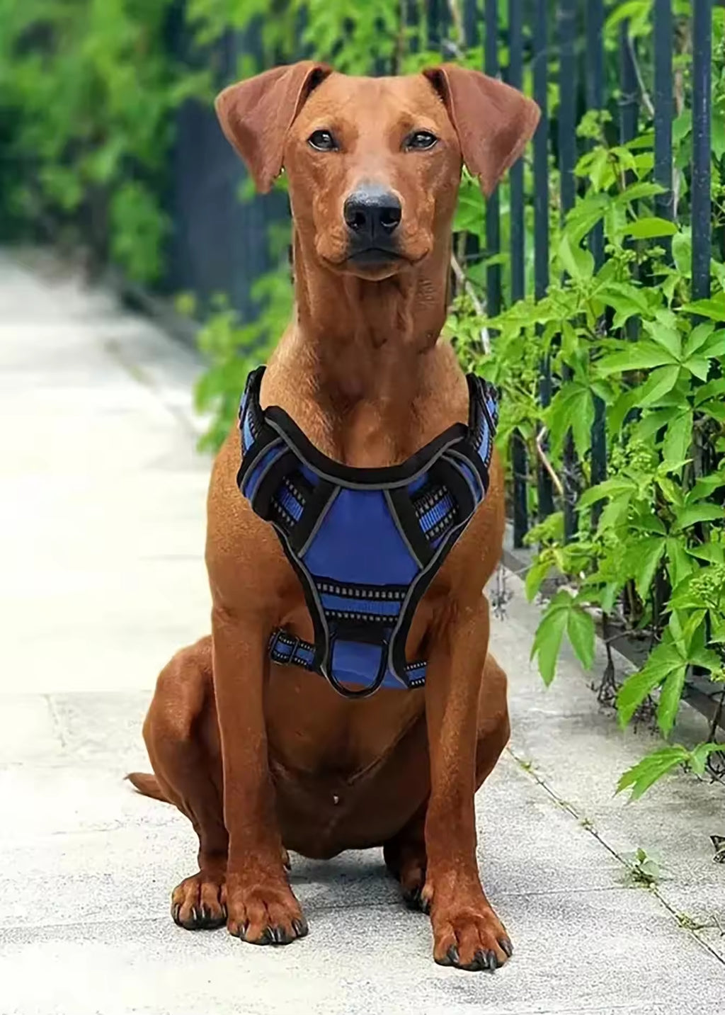 Juego Completo de Arnés Táctico para Perros de Servicio - ¡Todo lo que tu perro de trabajo necesita!