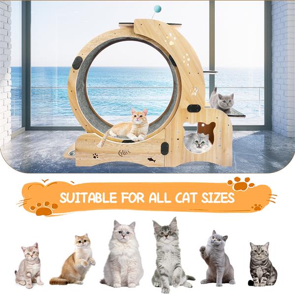 6-in-1 Cat Exercise Wheel - Your Cat's Boredom & Energy Problem Solved